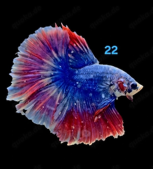 Kampffisch Männchen Betta splendens 
