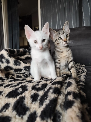 Okh-mix kitten orientalisch Kurzhaar 