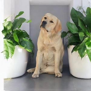  Bezaubernder Labrador-Rüde mit FCI-Papieren sucht seine neue Familie! 