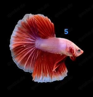 Kampffisch Männchen Betta splendens Halfmoon 