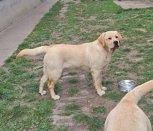  Bezaubernder Labrador-Rüde mit FCI-Papieren sucht seine neue Familie! 