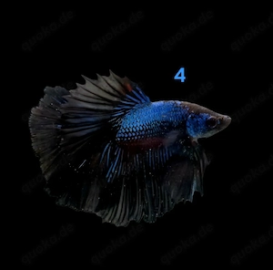 Kampffisch Männchen Betta splendens 