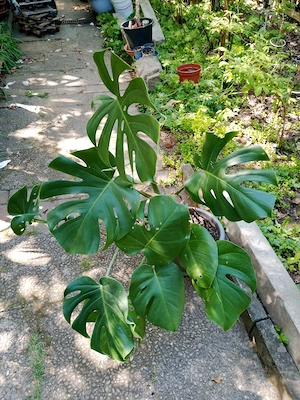 Monstera - Fensterblatt