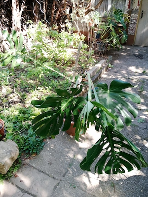 Monstera - Fensterblatt