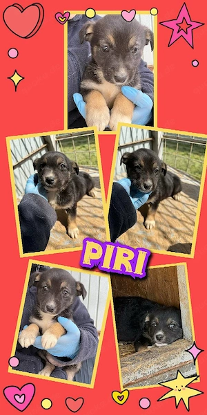 bezauberndes Welpenmädchen "Piri" sucht ein liebevolles Zuhause
