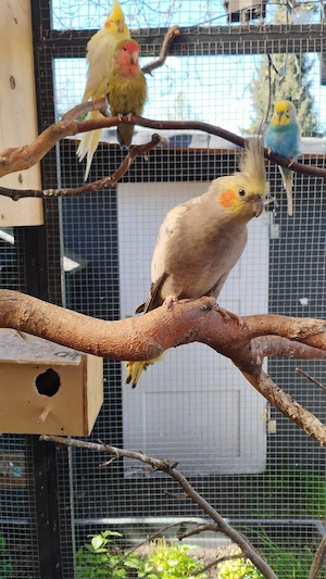 Nymphensittich henne