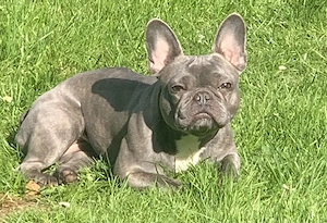 Französische Bulldogge 4J. Weiblich