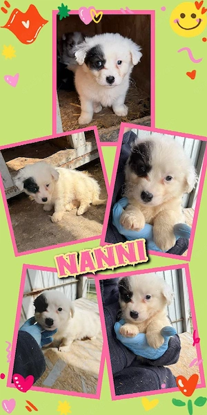 wunderschönes Welpenmädchen "Nanni" sucht ein liebevolles Zuhause