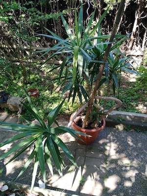 Yucca-Palme