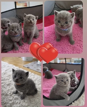  Süße  BKH Kätzchen 