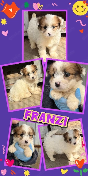 goldiges Welpenmädchen "Franzi" sucht ein liebevolles Zuhause