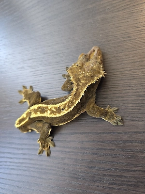 Kronengecko 1.5 mit Terrarium 