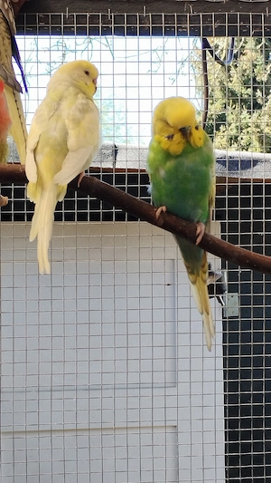 Wellensittich Zuchtpaar 