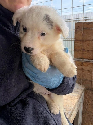 zuckersüßes Welpenmädchen "Kessi" sucht ein schönes Zuhause Bild 5