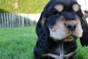 English Cocker Spaniel