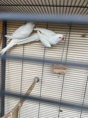 2x Albino Halsbandsittiche Weibchen (9 Monate) mit DNA   rote Augen, gesund & top Zustand