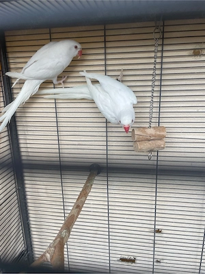 2x Albino Halsbandsittiche Weibchen (9 Monate) mit DNA   rote Augen, gesund & top Zustand