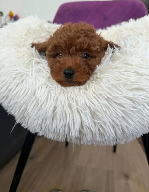 Toy Pudel Toypudel Zwergpudel Welpen