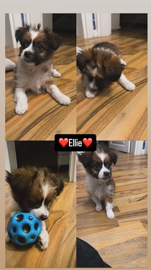 shi tzu hunde welpe 