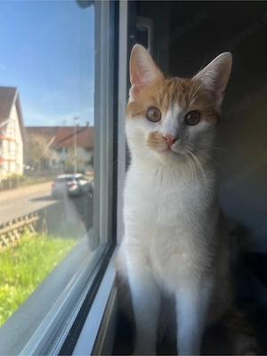 2 liebevolle Katzenbrüder suchen liebevolles Zuhause 