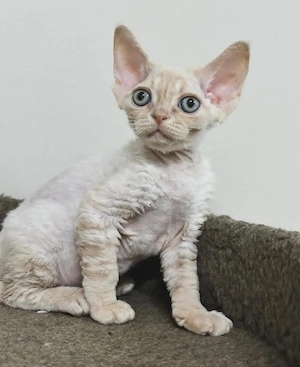 Devon rex Katerchen 3 monate Alt mit papieren Bild 3