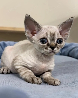 Devon rex Katerchen 3 monate Alt mit papieren Bild 2