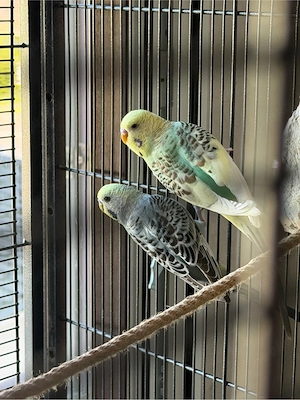 4 Wellensittiche zu verschenken 