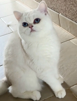 BKH Katze von  In.Gr.Champion" mit Stammbaum