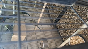 Wellensitte und ein Glanzsittichpaar 