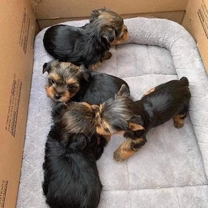      Bezaubernde Yorkshire-Terrier-Welpen   Ab diesem Wochenende abzugeben!