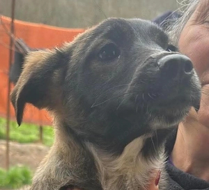 Ava, zauberhaftes Hundemädchen sucht ihre Menschen 