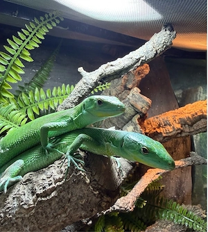 1.1 Gastropholis prasina Subadult 