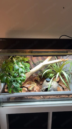 Regenbogen-rennechse