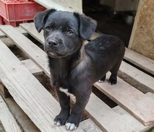 LORIS - Traumzuhause gesucht (wartet in Rumänien)