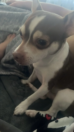 Chihuahua Terrier Mix