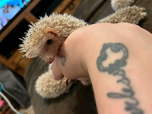 Süßer Igel zu verkaufen   gesund & gepflegt