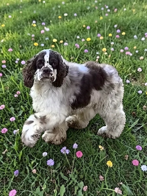 Kleiner 3 Jähriger schoko Ami Zwergspaniel