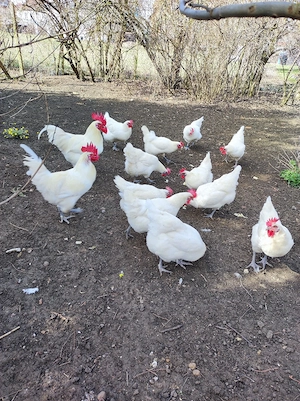 Bruteier Bresse Gauloise 