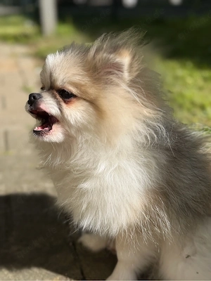   Süßer Pomeranian Rüde (Zwergspitz) zu verkaufen
