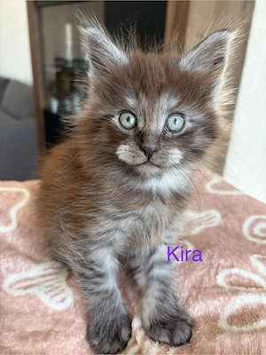 Maine Coon Mädels Bild 3