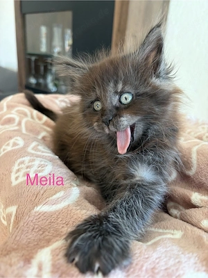 Maine Coon Mädels Bild 5