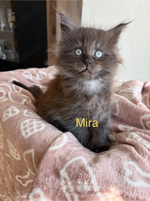 Maine Coon Mädels Bild 2