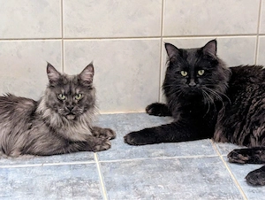 Maine Coon Mädels Bild 4