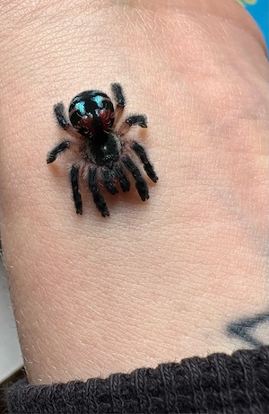 Vogelspinnen zur Abgabe