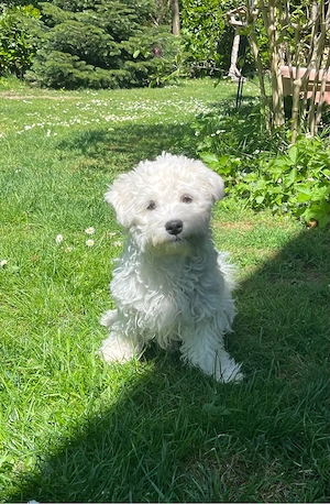 Bichon Frisé Welpe Speedy sucht liebevolles Zuhause 