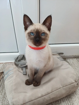 Tonkanesen kitten. 4 mädchen noch frei.