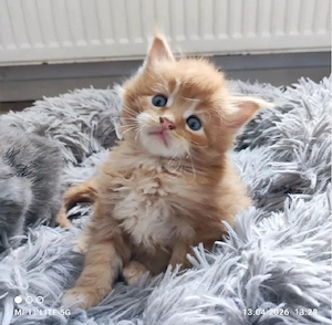 Reinrassige Maine Coon Kitten