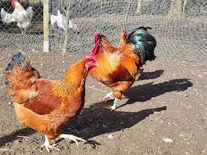 Bruteier New Hampshire 