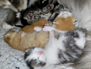 Katzen Babys jetzt Resavieren.