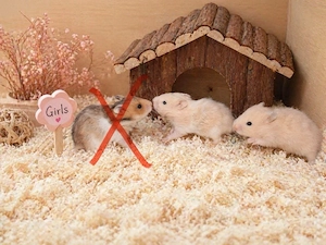 Goldhamster Hamster Baby